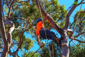 Sydney Tree Lopping