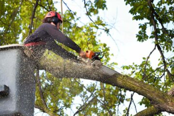 Sydney Tree Lopping