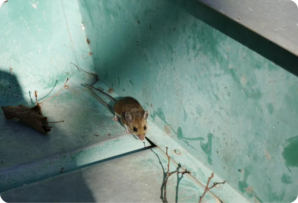 Mouse Control Sydney: Signs of an Infestation and What to Do


