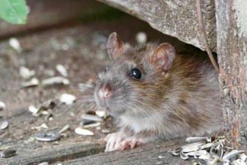 Mouse Control Sydney: Signs of an Infestation and What to Do