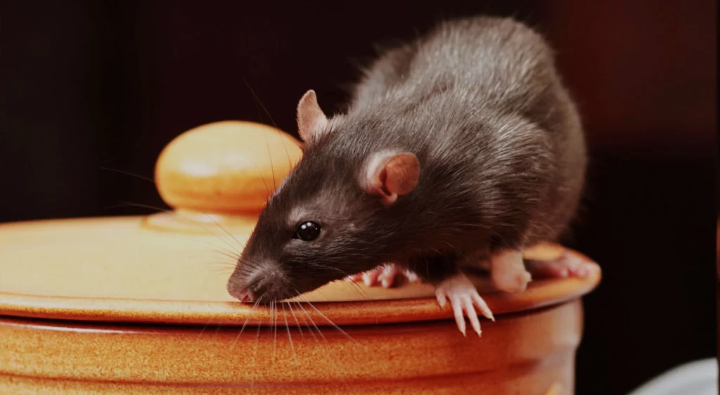 Rat Control Sydney: Proven Solutions for Homes and Businesses

