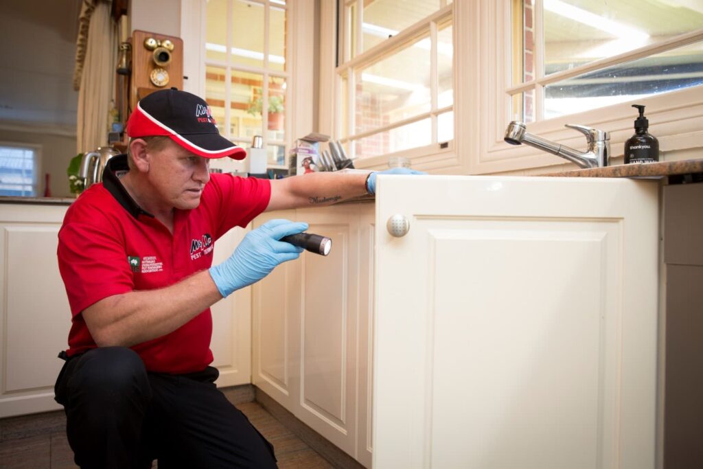Rat Control Sydney: Proven Solutions for Homes and Businesses

